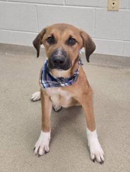 Duke -  Catahoula Leopard Dog and Shepherd Dog for Adoption in Bucyrus, Ohio - Duke | PetCurious