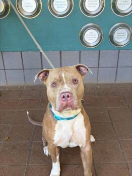 Poi -  Pit Bull Terrier and Mixed Breed Dog for Adoption in Honolulu, Hawaii - Poi | PetCurious