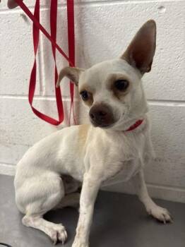 FINN -  Chihuahua Dog for Adoption in San Bernardino, California - FINN | PetCurious