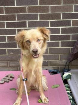 Jolie -  Chihuahua Dog for Adoption in Jefferson Hills, Pennsylvania - Jolie | PetCurious