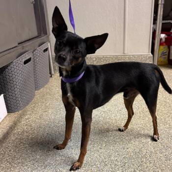 IVHS-Stray-140203 -  Chihuahua and Mixed Breed Dog for Adoption in San Gabriel, California - IVHS-Stray-140203 | PetCurious