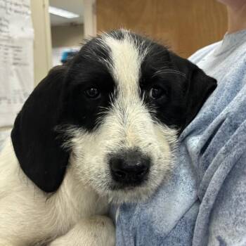 Coonhound and Golden Retriever Dogs Available for Adoption in Stormville, New York - CT Elmyra | PetCurious