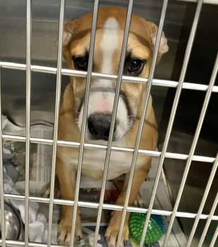 Sally -  Mixed Breed Dog for Adoption in Parma, Ohio - Sally | PetCurious