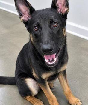 Hunter -  Belgian Shepherd Malinois and German Shepherd Dog Dog for Adoption in Jackson, Louisiana - Hunter | PetCurious
