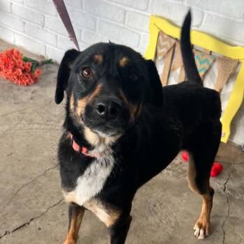 Sussy -  Dutch Shepherd Dog for Adoption - Sussy | PetCurious