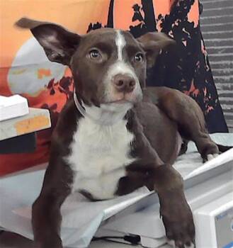 Rescue Staffordshire Bull Terrier and Mixed Breed Dogs for Adoption in Houston, Texas - BELL | PetCurious