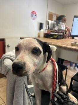 Rescue Mixed Breed Dogs for Adoption in Cincinnati, Ohio - Creature | PetCurious