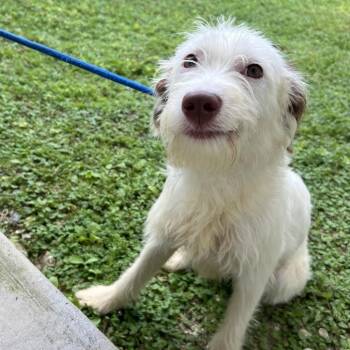 Zorri -  Mixed Breed Dog for Adoption - Zorri | PetCurious