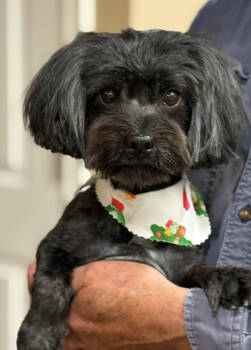 Rescue Shih Tzu Dogs for Adoption in Cranston, Rhode Island - Midnight In TX | PetCurious