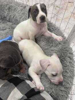 Mixed Breed Dogs Available for Adoption - Frost | PetCurious