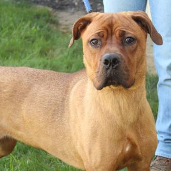 Rescue Boxer Dogs for Adoption in Eaton, Ohio - Twiggy | PetCurious