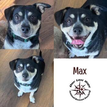 Chihuahua and Dachshund Dogs Available for Adoption - Max | PetCurious