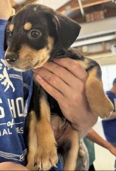 Becky -  German Shepherd Dog Dog for Adoption in Colorado Springs, Colorado - Becky | PetCurious
