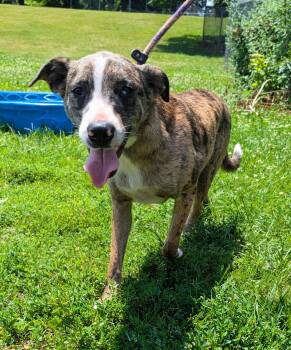 Skywalker -  Catahoula Leopard Dog Dog for Adoption in New Windsor, New York - Skywalker | PetCurious