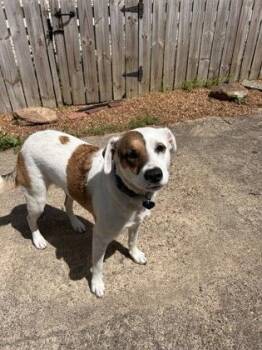 Sweetie -  Mixed Breed Dog for Adoption in Memphis, Tennessee - Sweetie | PetCurious