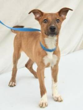 Pookie -  Cattle Dog and Mixed Breed Dog for Adoption in Kansas City, Missouri - Pookie | PetCurious