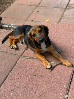 Cash -  Beagle Dog for Adoption in Parker, Colorado - Cash | PetCurious
