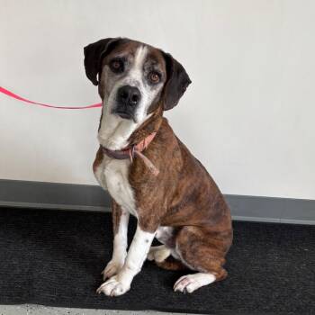 Mixed Breed Dogs Available for Adoption in Galax, Virginia - Dale | PetCurious