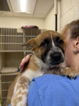 Costco -  Mixed Breed Dog for Adoption in Alexandria, Virginia - Costco | PetCurious