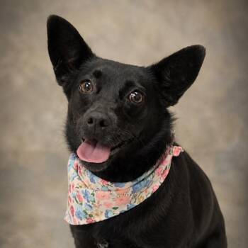 Missy -  Chihuahua Dog for Adoption in Helena, Alabama - Missy | PetCurious