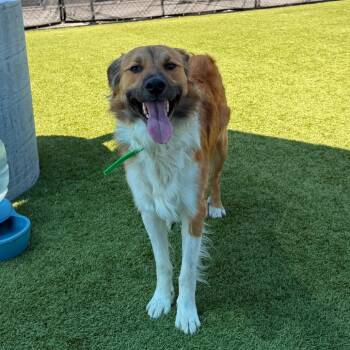 Bear -  Mixed Breed Dog for Adoption in Idaho Falls, Idaho - Bear | PetCurious