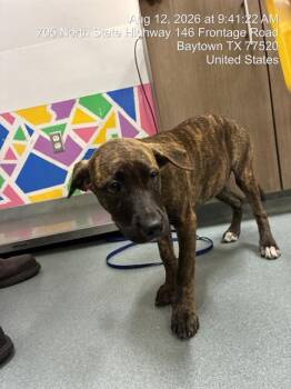 CARAMEL -  Pit Bull Terrier and Labrador Retriever Dog for Adoption in Baytown, Texas - CARAMEL | PetCurious