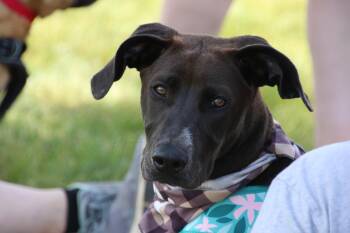 Labrador Retriever Dogs Available for Adoption in Aurora, Illinois - Wednesday | PetCurious
