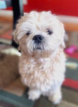 CHEWY -  Shih Tzu Dog for Adoption in Huntington, New York - CHEWY | PetCurious