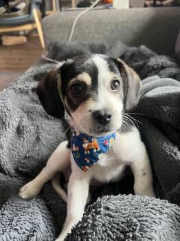 Beagle Dogs Available for Adoption - Scooter - Please Read Description / Criteria - -- Who Wants To A | PetCurious