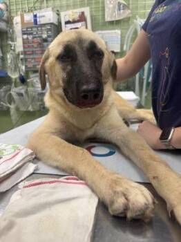 Ladybird -  Shepherd and Mixed Breed Dog for Adoption in New Orleans, Louisiana - Ladybird | PetCurious