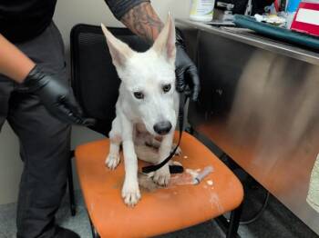NANOOK -  Siberian Husky and Mixed Breed Dog for Adoption in Rowlett, Texas - NANOOK | PetCurious