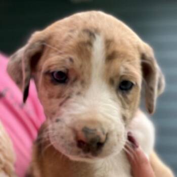 Bernadette - lt pink -  Boxer and Catahoula Leopard Dog Dog for Adoption in Greenfield, Indiana - Bernadette - Lt Pink | PetCurious