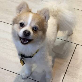 Arnold Pommer -  Pomeranian Dog for Adoption in Chatham, New Jersey - Arnold Pommer | PetCurious