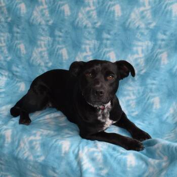 Cattle Dog and Pit Bull Terrier Dogs Available for Adoption in Eureka, California - Misty | PetCurious
