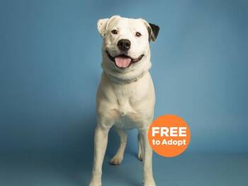 Pit Bull Terrier Dogs Available for Adoption in Phoenix, Arizona - JANGO | PetCurious