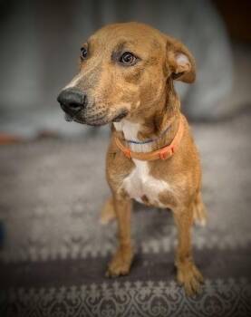 Trudy -  Mixed Breed Dog for Adoption in Mauston, Wisconsin - Trudy | PetCurious