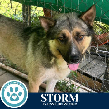 Rescue Husky and German Shepherd Dog Dogs for Adoption in Kimberton, Pennsylvania - Storm 110825 | PetCurious