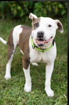 Pit Bull Terrier Dogs Available for Adoption in Denver, Colorado - Allie | PetCurious