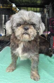 Truffle -  Shih Tzu Dog for Adoption in Southlake, Texas - Truffle | PetCurious