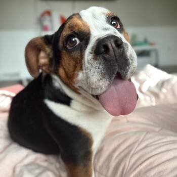 Beagle and English Bulldog Dogs Available for Adoption in Ottawa Hills, Ohio - Ginny | PetCurious