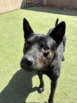 Mixed Breed Dogs Available for Adoption in El Paso, Texas - Stewart* | PetCurious
