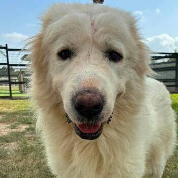 Tug JuM -  Great Pyrenees Dog for Adoption in Austin, Texas - Tug JuM | PetCurious
