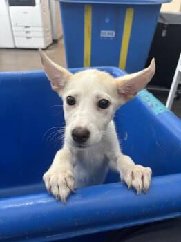 CLARISSA -  Mixed Breed Dog for Adoption in Dallas, Texas - CLARISSA | PetCurious