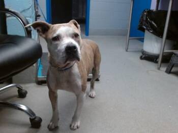 PRINCESS -  Pit Bull Terrier and Mixed Breed Dog for Adoption in Albuquerque, New Mexico - PRINCESS | PetCurious