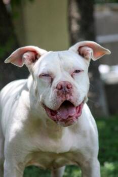 American Bulldog and Mixed Breed Dogs Available for Adoption - Push Pop | PetCurious