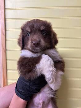 Otis -  Australian Shepherd Dog for Adoption in Murray, Kentucky - Otis | PetCurious