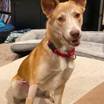 Phoenix -  Mixed Breed Dog for Adoption in Henderson, Nevada - Phoenix | PetCurious
