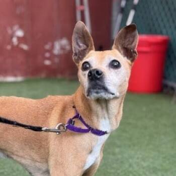 Rescue Chihuahua Dogs for Adoption in Ramona, California - Nala Panera | PetCurious