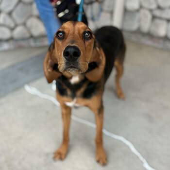 Ranger - Chino Hills Location -  Hound Dog for Adoption in Chino Hills, California - Ranger - Chino Hills Location | PetCurious
