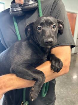 Penelope -  Labrador Retriever Dog for Adoption in Gautier, Mississippi - Penelope | PetCurious
